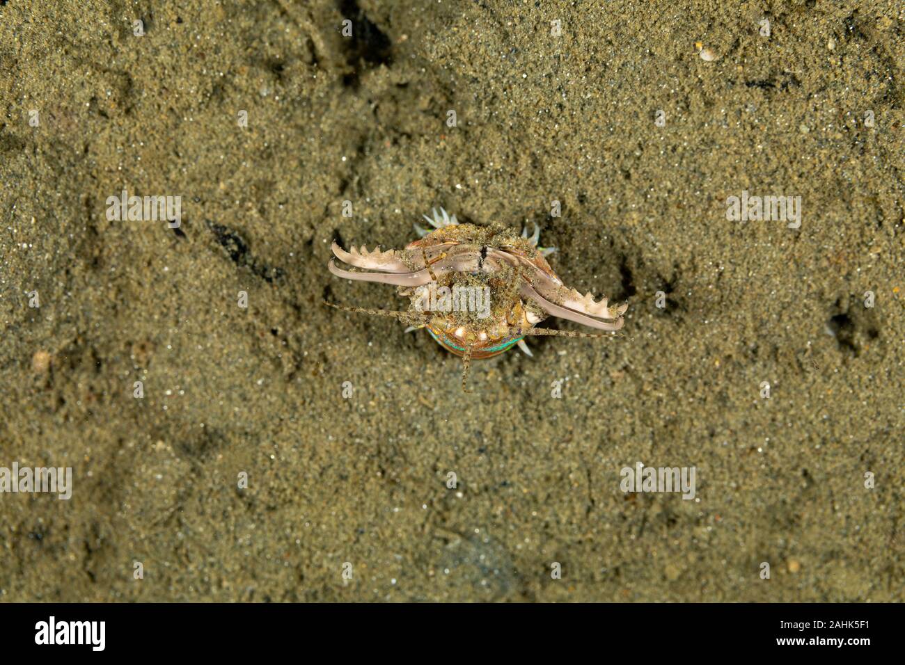Bobbit(t) del worm o del riscontro di sabbia) è un predatore acquatico polychaete worm abitazione a fondo dell'oceano, Eunice aphroditois Foto Stock