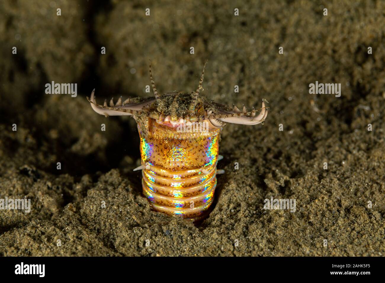 Bobbit(t) del worm o del riscontro di sabbia) è un predatore acquatico polychaete worm abitazione a fondo dell'oceano, Eunice aphroditois Foto Stock