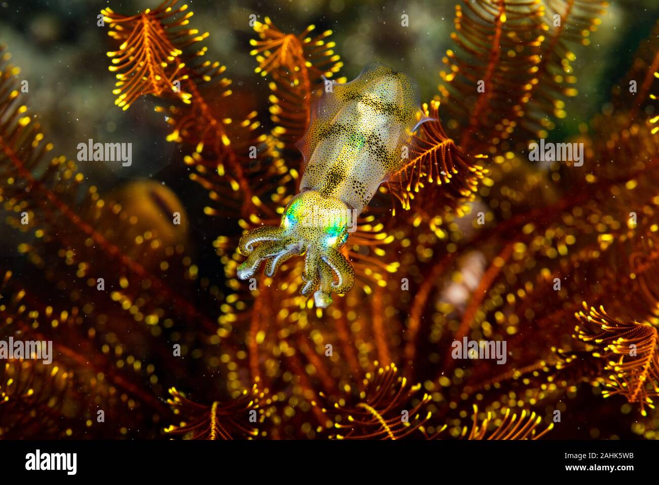 Reef Bigfin squid, Sepioteuthis lessoniana durante l'immersione notturna Foto Stock