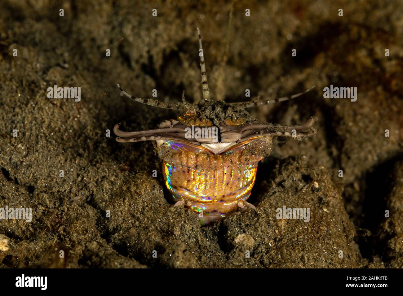 Bobbit(t) del worm o del riscontro di sabbia) è un predatore acquatico polychaete worm abitazione a fondo dell'oceano, Eunice aphroditois Foto Stock