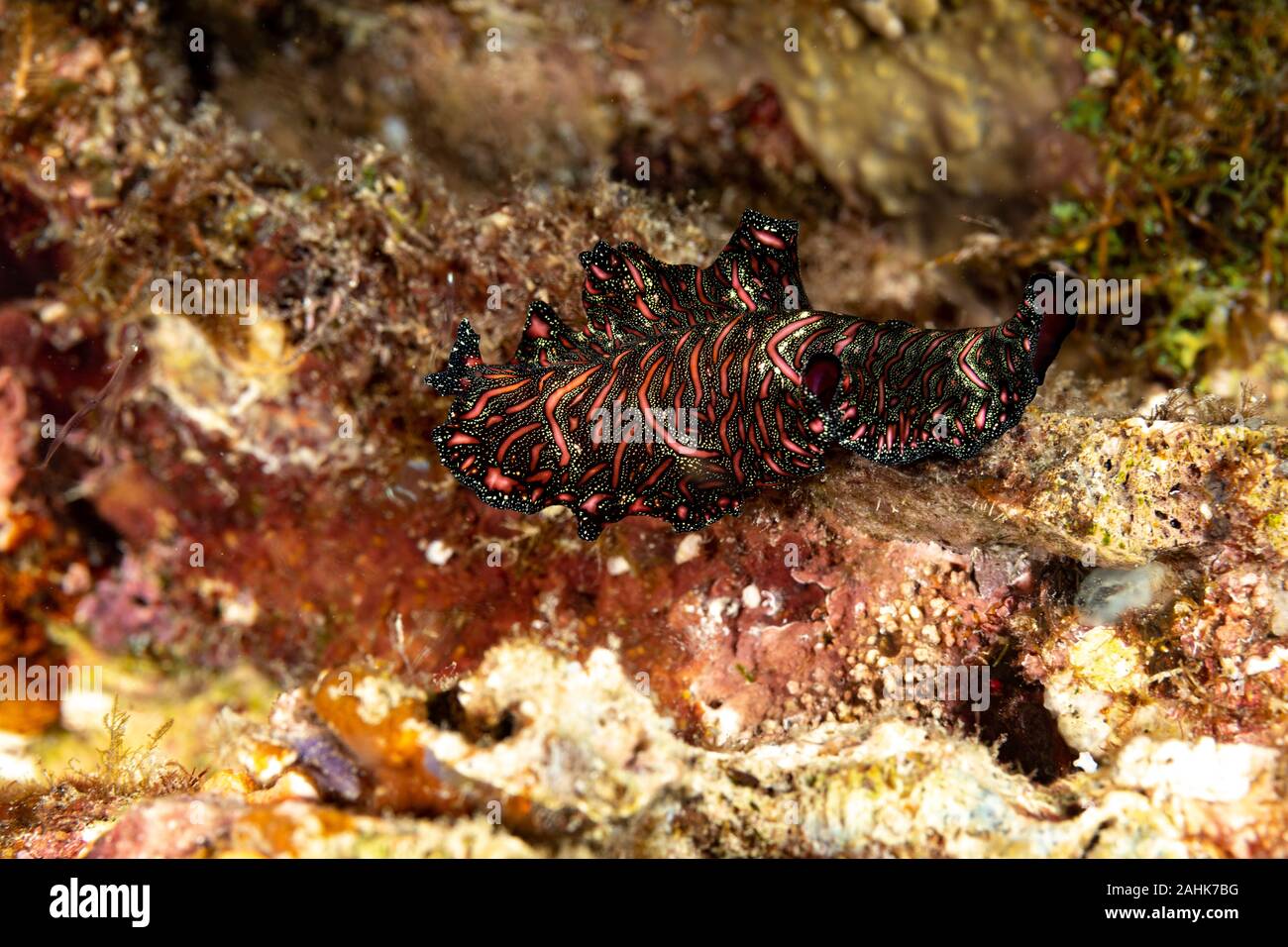 Bedford's flatworm, Pseudobiceros bedfordi, è una specie di flatworm nella famiglia Pseudocerotidae Foto Stock