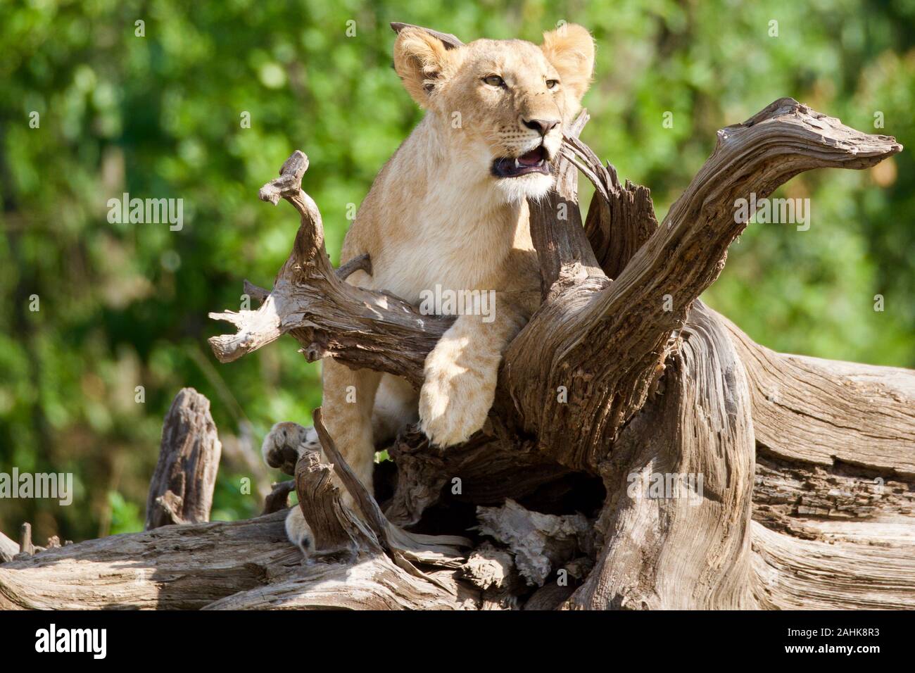 Lion cubs giocando nel Maasai Mara Foto Stock