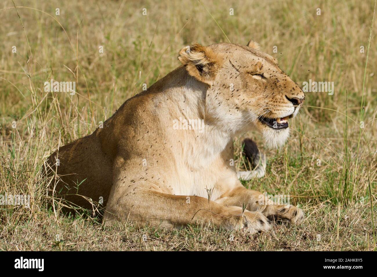 Leonessa agghiaccianti nel Maasai Mara Foto Stock