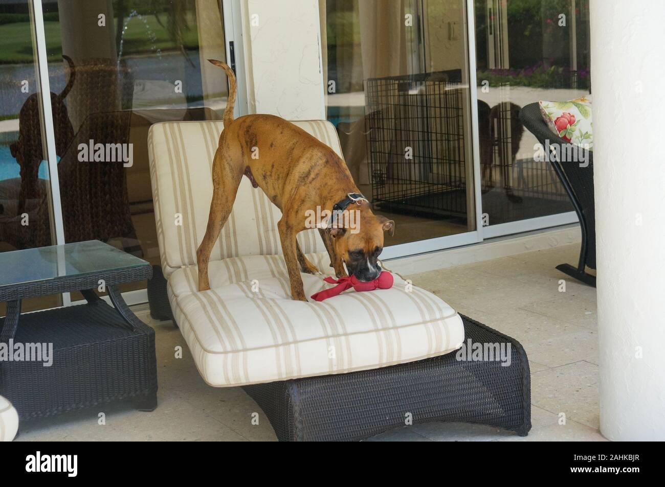 Grande cane boxer gioca con un giocattolo di masticare Foto Stock