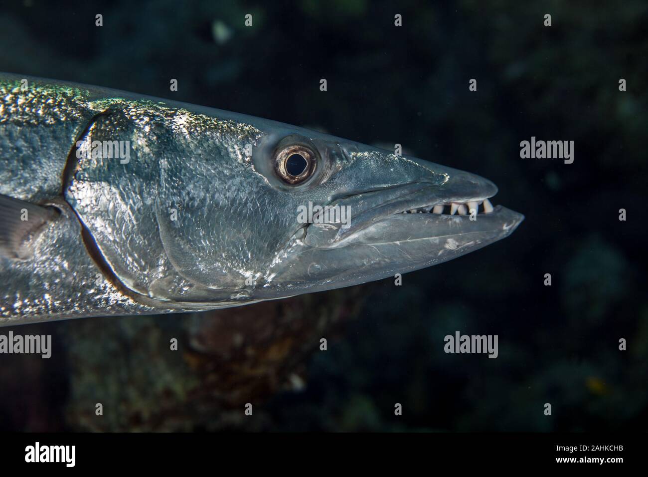 Barracuda, Ray-alettato di pesce Foto Stock