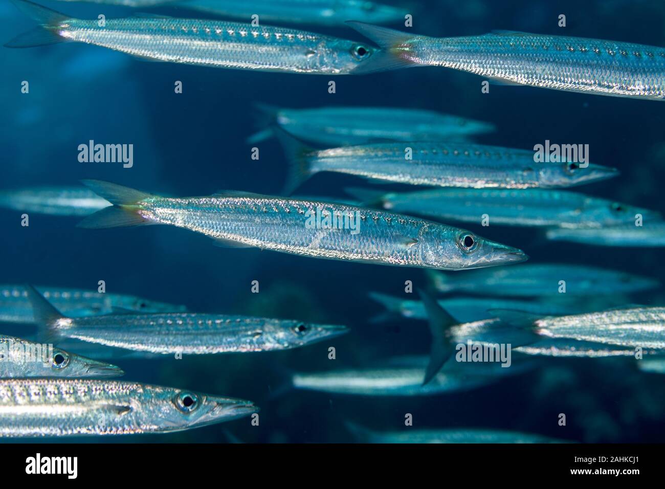 Barracuda, Ray-alettato di pesce Foto Stock