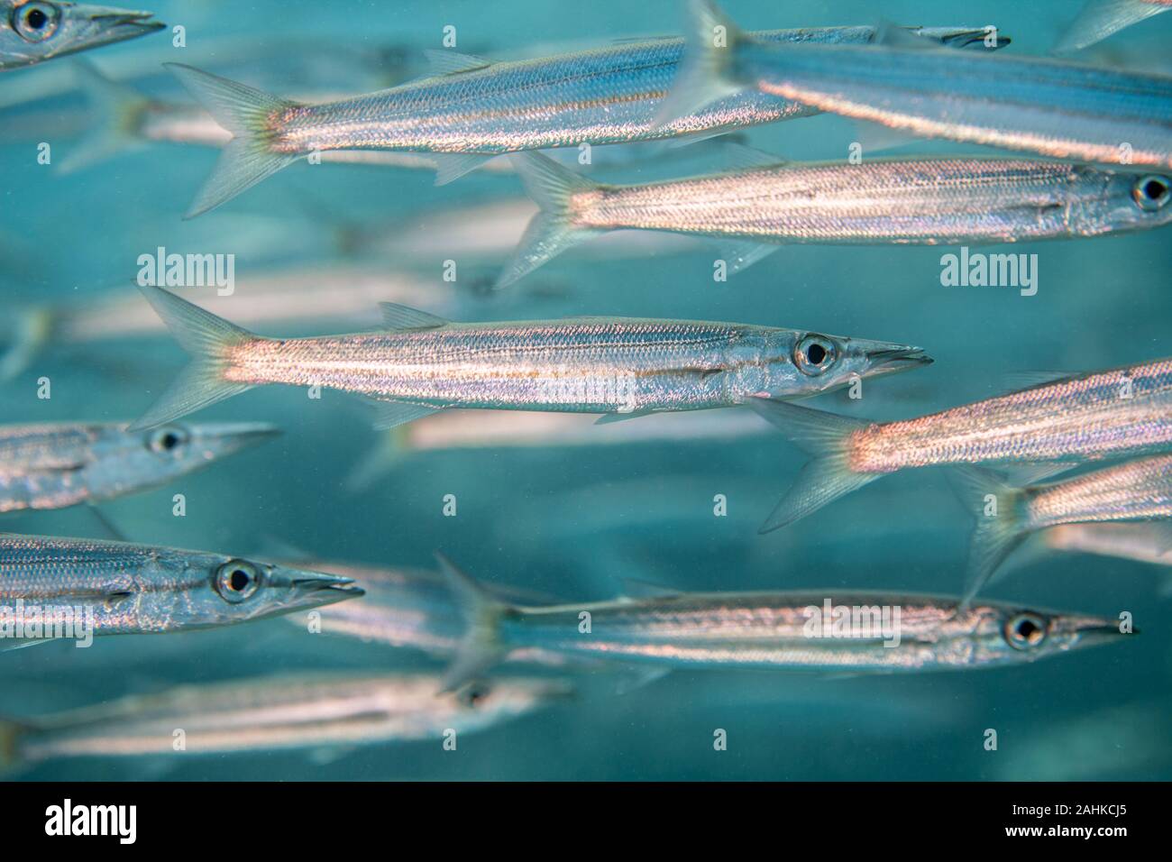 Barracuda scuola, Ray-alettato di pesce Foto Stock