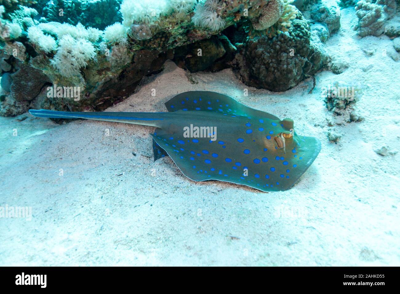 Bluespotted stingray, Neotrygon kuhlii, Dasyatis kuhlii, noto anche come bluespotted maskray o Kuhl's stingray, è una specie di stingray del Dasyati Foto Stock