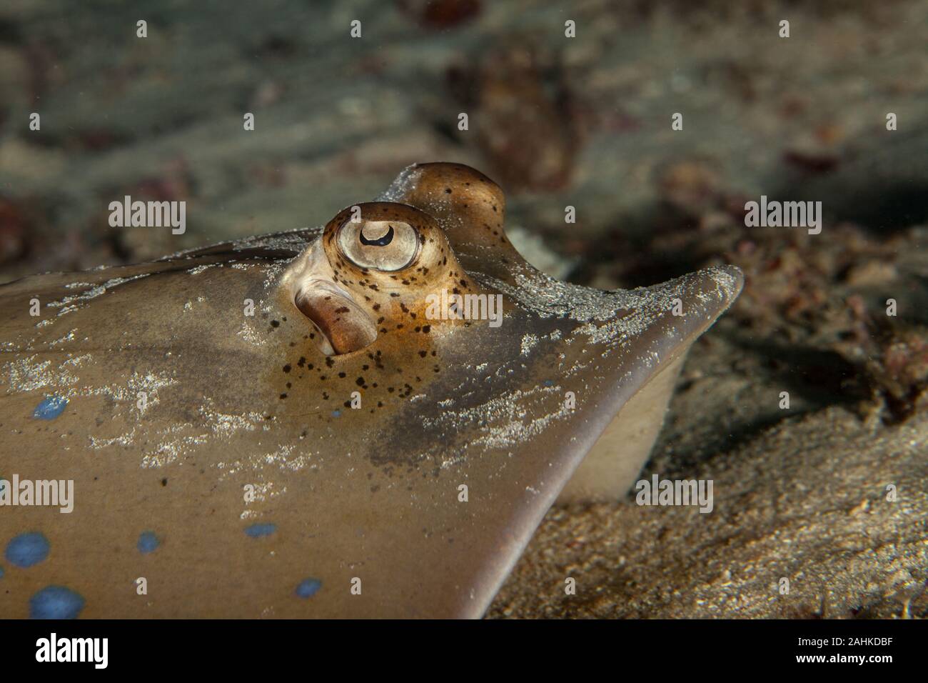 Bluespotted stingray, Neotrygon kuhlii, Dasyatis kuhlii, noto anche come bluespotted maskray o Kuhl's stingray, è una specie di stingray del Dasyati Foto Stock