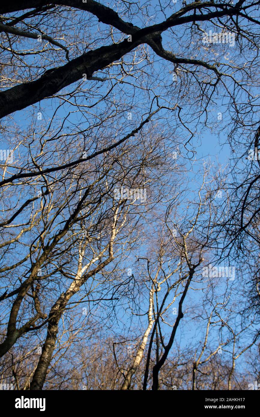 Woodland invernale con cielo blu che si affaccia attraverso gli alberi scheletrici, ritratto naturale ambientale Foto Stock