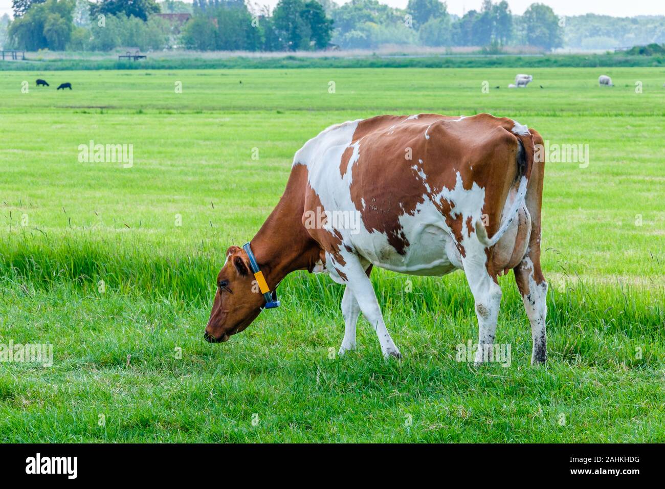 Mucca in un verde prato erboso in una giornata di sole, a pochi km da Rotterdam, Paesi Bassi Foto Stock