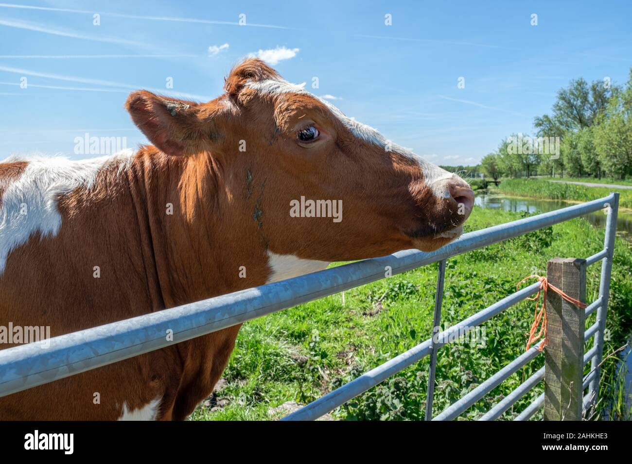 Curioso mucca nella parte anteriore di una recinzione in un prato, molto vicino a Rotterdam, Paesi Bassi Foto Stock