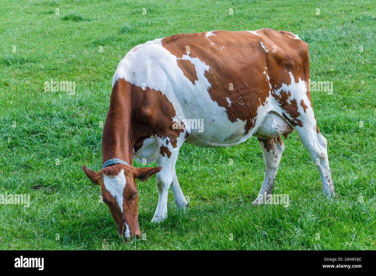 Mucca in un verde prato erboso in una giornata di sole, a pochi km da Rotterdam, Paesi Bassi Foto Stock
