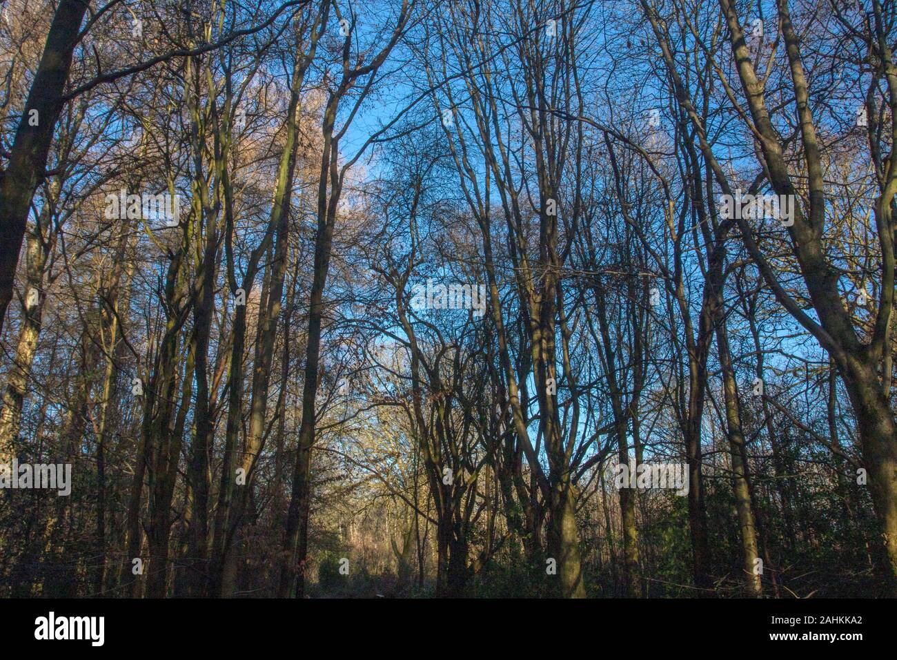 Woodland invernale con cielo blu che si affaccia attraverso gli alberi scheletrici, ritratto naturale ambientale Foto Stock
