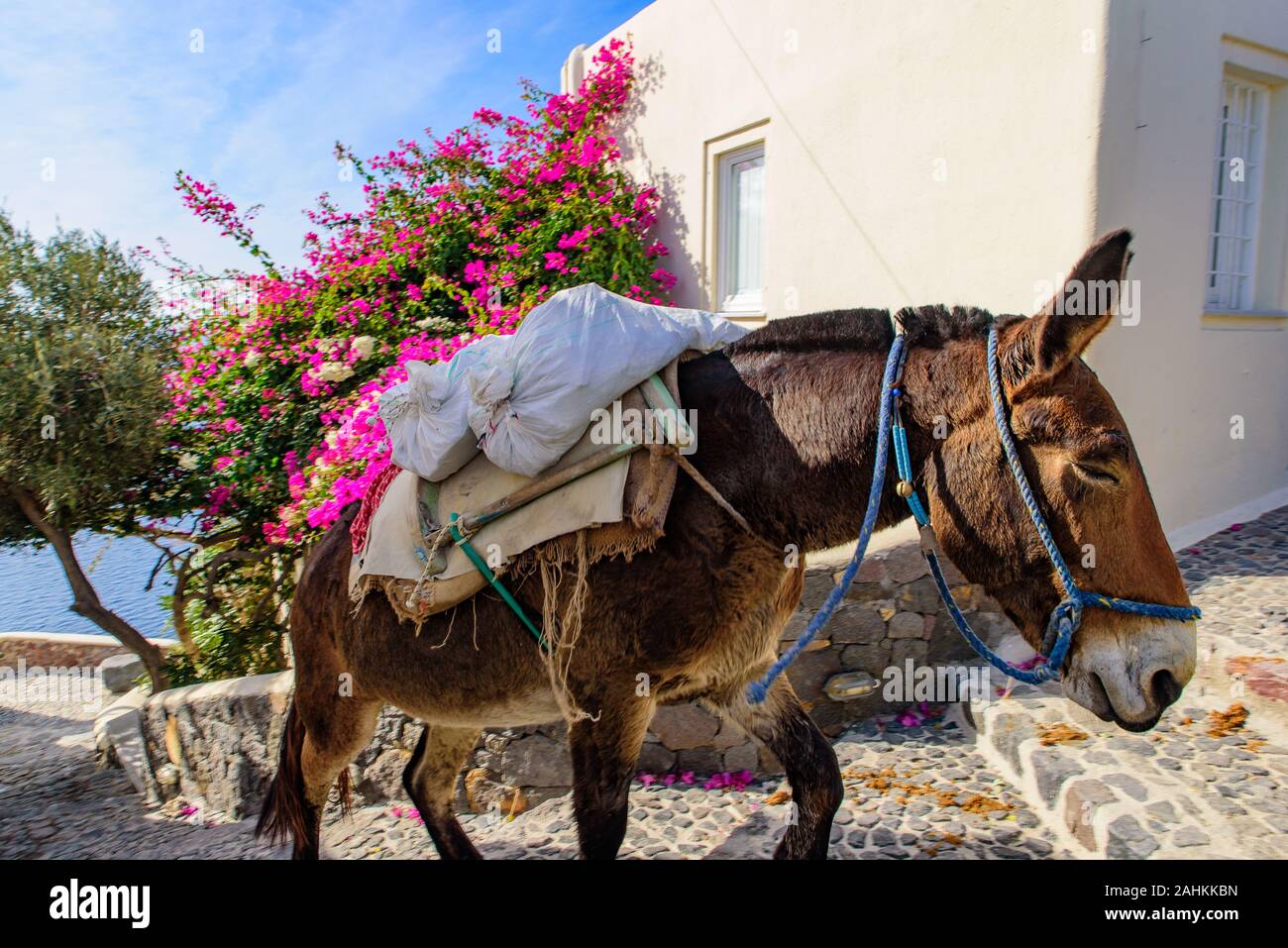 Asini che trasportano merci in Oia - Santorini, Grecia Foto Stock
