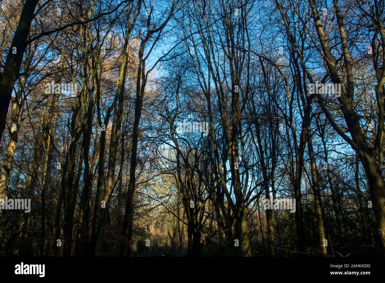Woodland invernale con cielo blu che si affaccia attraverso gli alberi scheletrici, ritratto naturale ambientale Foto Stock