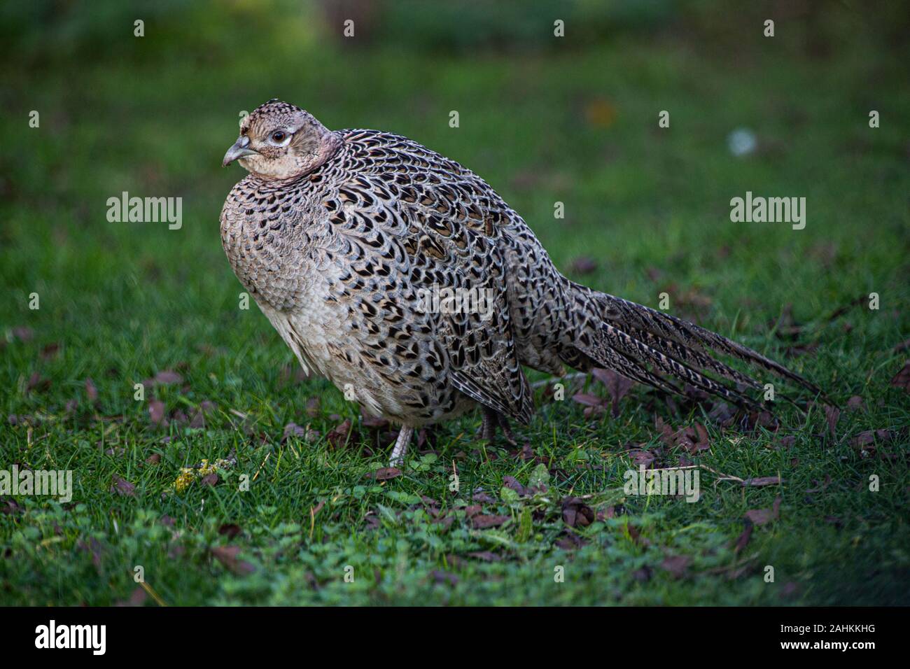 Femmina di fagiano comune (Hen) Phasianus colchicus Foto Stock