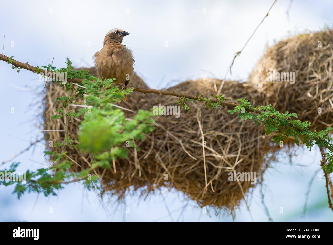Grigio-capped social weaver (Pseudonigrita arnaudi) appollaiato sul ramo di albero con nidi dietro, Amboseli, Kenya Foto Stock