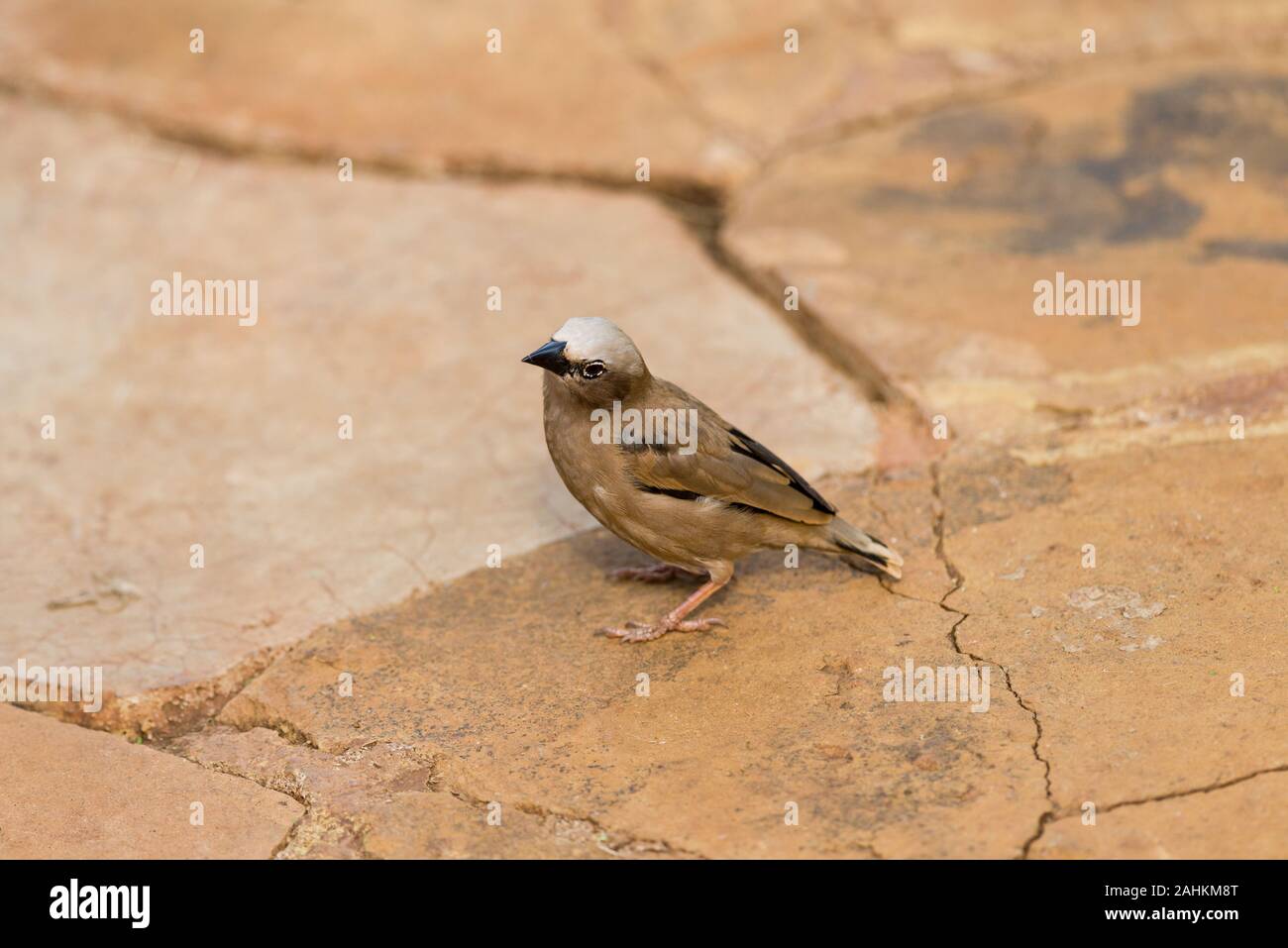Grigio-capped social weaver (Pseudonigrita arnaudi) in piedi sul suolo, Amboseli, Kenya Foto Stock