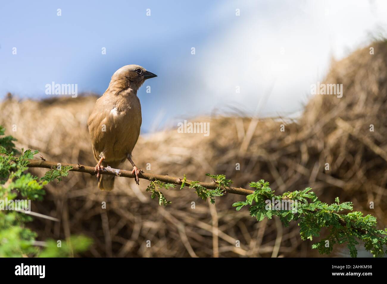 Grigio-capped social weaver (Pseudonigrita arnaudi) appollaiato sul ramo di albero con nidi dietro, Amboseli, Kenya Foto Stock