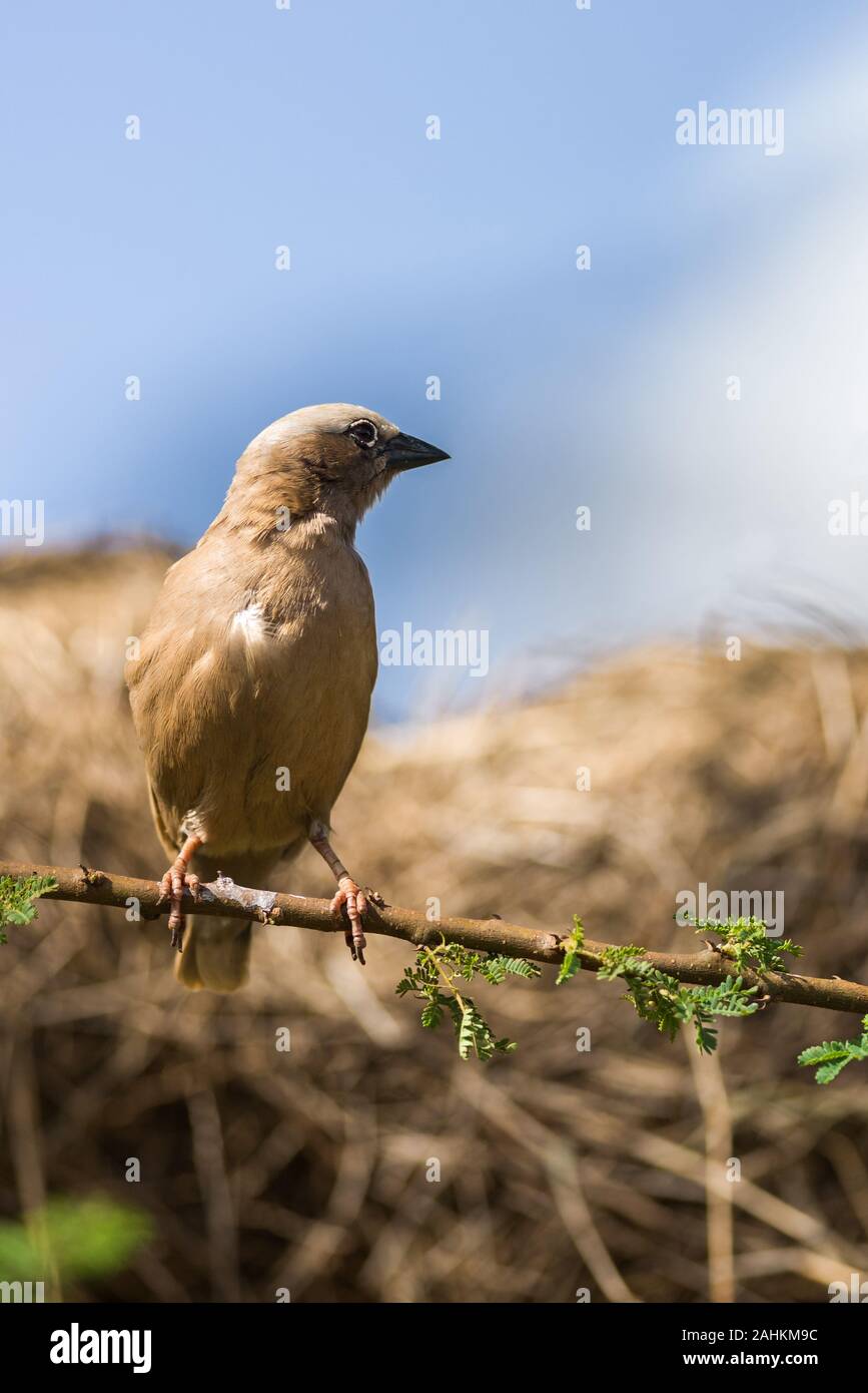 Grigio-capped social weaver (Pseudonigrita arnaudi) appollaiato sul ramo di albero con nidi dietro, Amboseli, Kenya Foto Stock