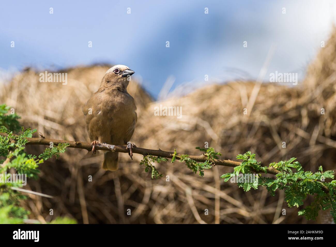 Grigio-capped social weaver (Pseudonigrita arnaudi) appollaiato sul ramo di albero con nidi dietro, Amboseli, Kenya Foto Stock