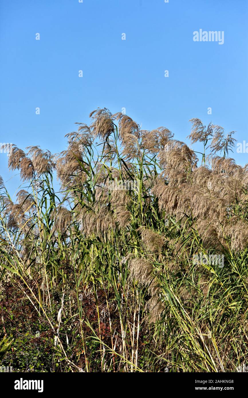 Phragmites australis, comune reed, pianta invasiva, andando a sementi, Aransas National Wildlife Refuge, Texas. Foto Stock