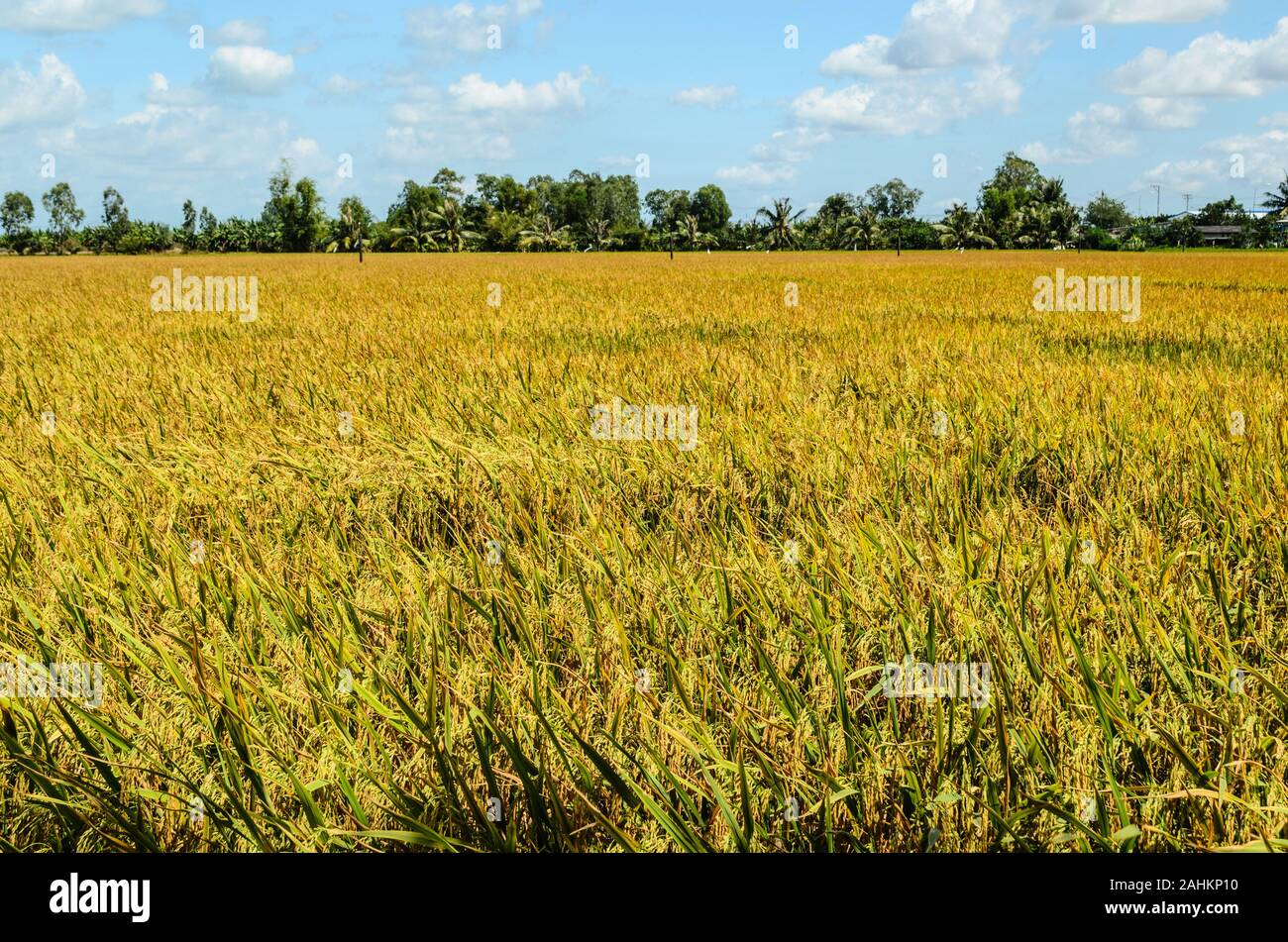 Mature paddy stagione di Bac Lieu, Viet Nam, 30/12/2019 12:27 PM Foto Stock