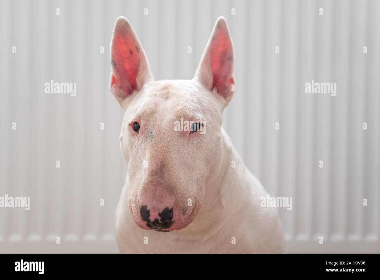 Foto ritratto di bianco bull terrier con sfondo bianco Foto Stock