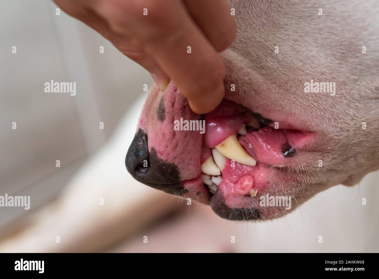 Controllo odontoiatria di denti di white bull terrier Foto Stock