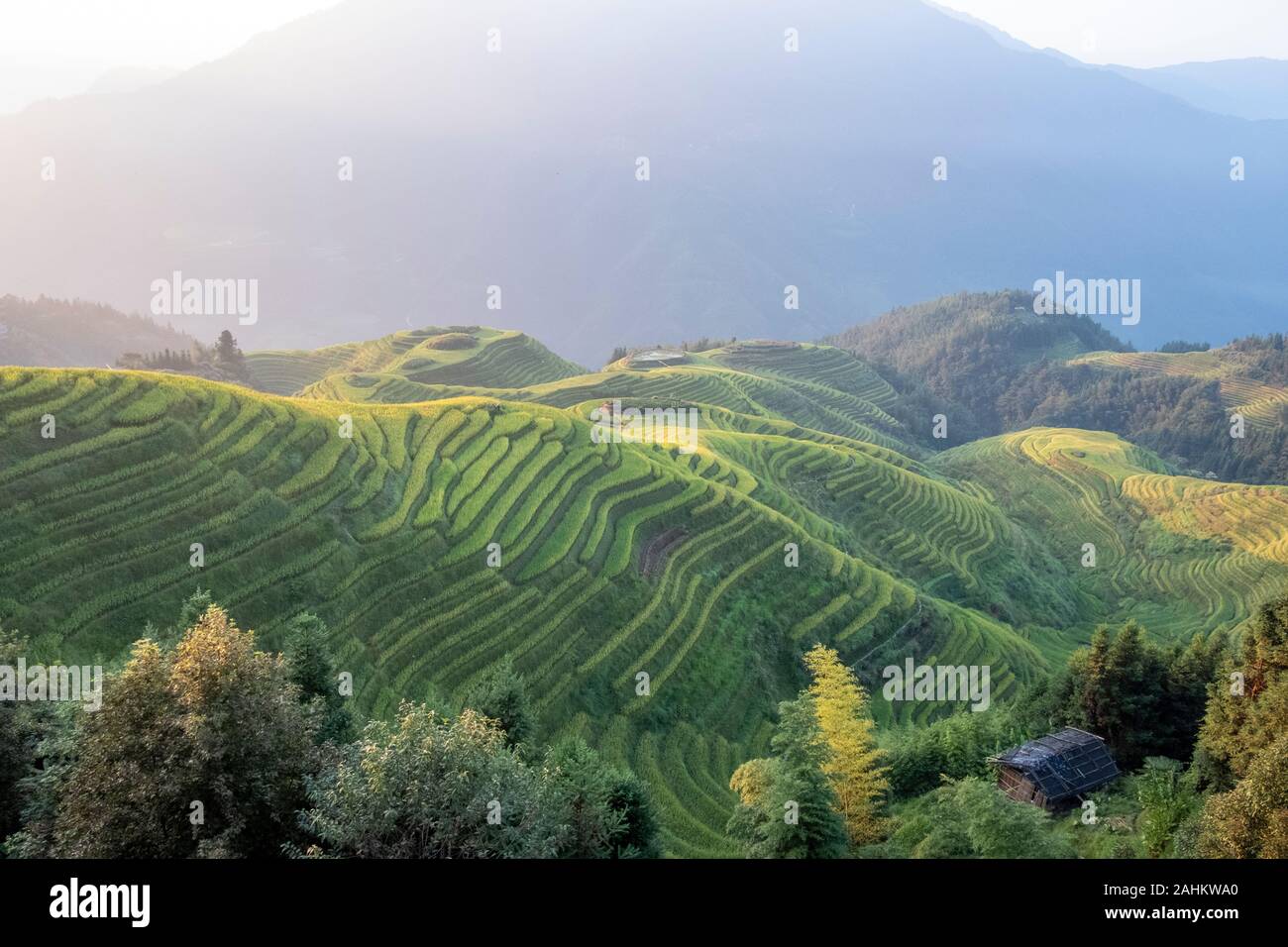 Il Longji terrazze di riso in un Ping, Guangxi, Cina Foto Stock