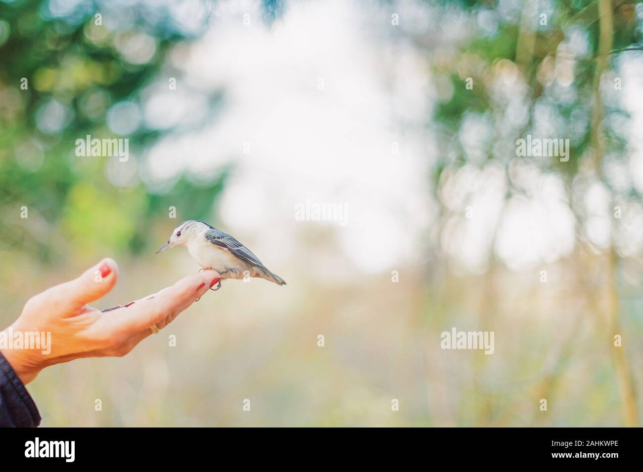 Uccello in mano. Foto Stock