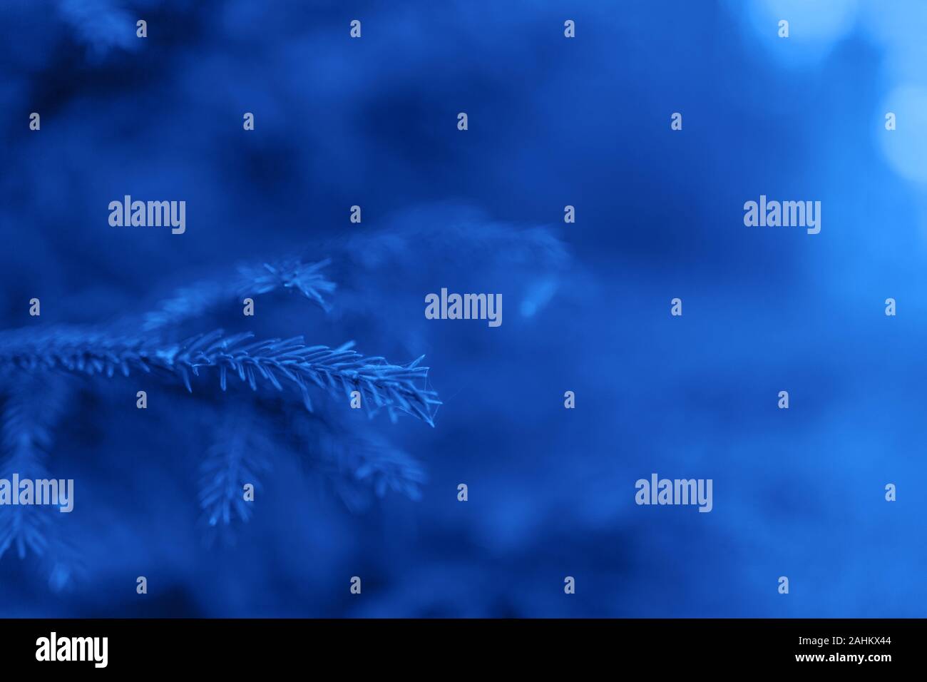 Fluffy abete brunch close up tonica nel classico colore blu. Sfondo di Natale concetto con copia spazio. Messa a fuoco selettiva. Colore alla moda di anno 2020 Foto Stock