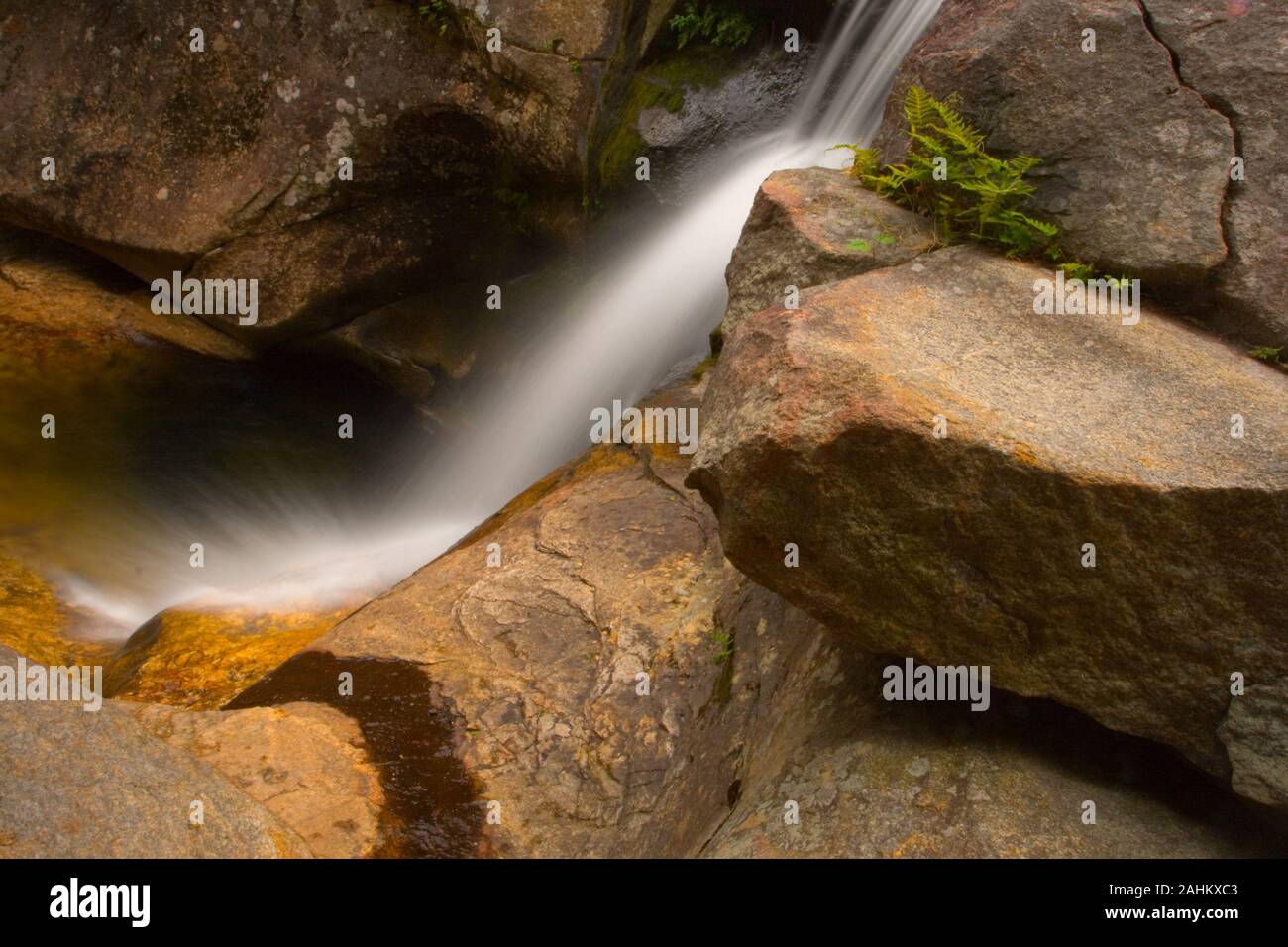 Coclea a vite cade, Grafton tacca del parco statale, Maine Foto Stock