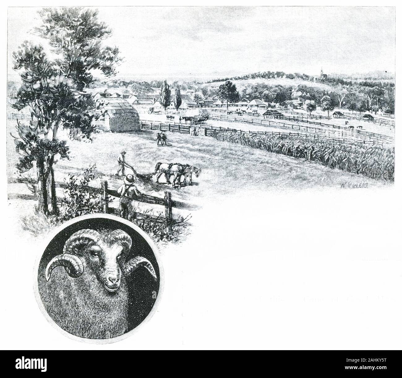 Incisione di pecore pioneer John MacArthur's homestead a Campden, Nuovo Galles del Sud, con un inserto di un merino di ram. Foto Stock