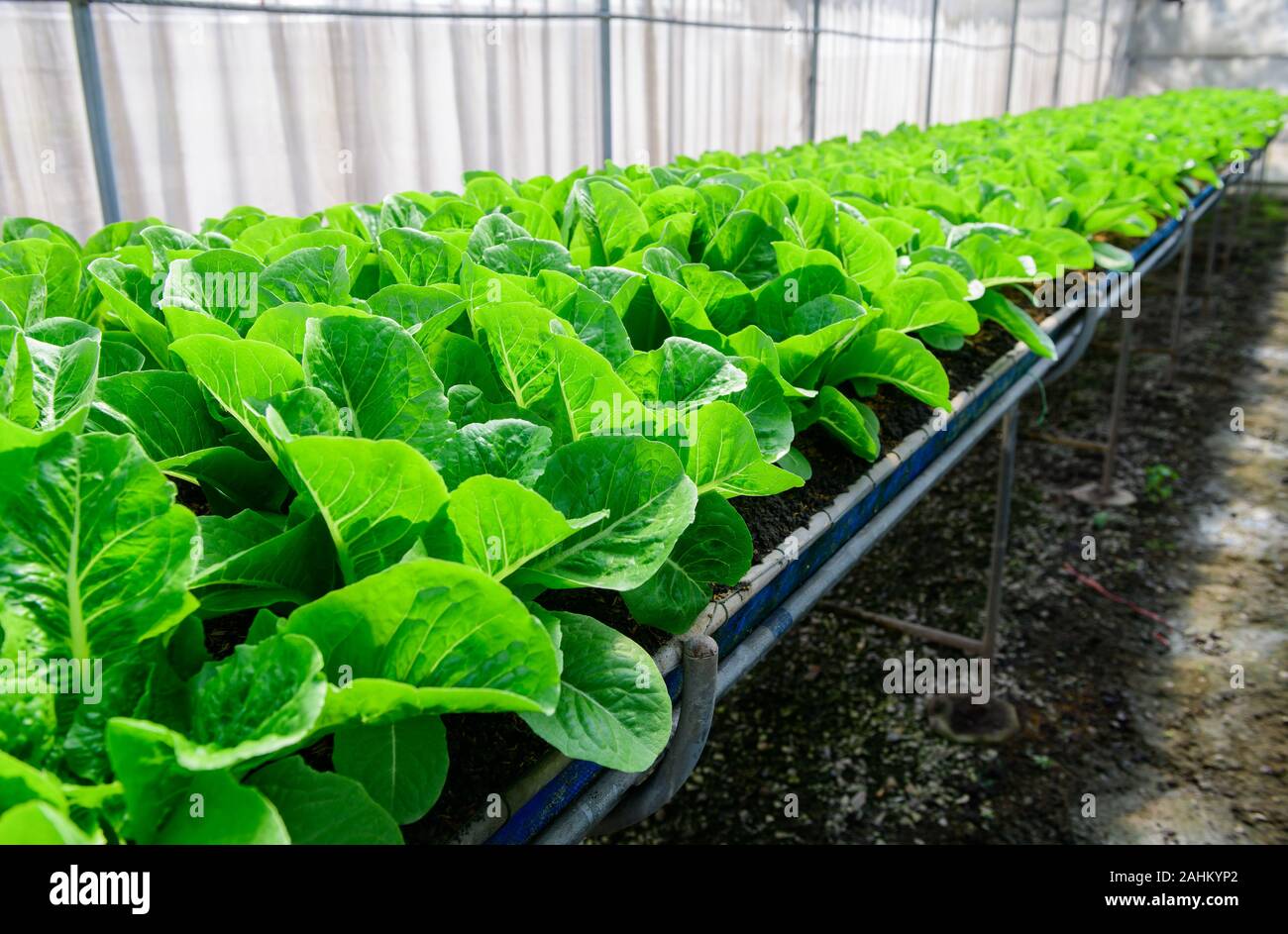 Le lattughe romane o lattuga romana in azienda agricola biologica a Lop Buri, Thailandia, verdure e cibo sano prodotto Foto Stock