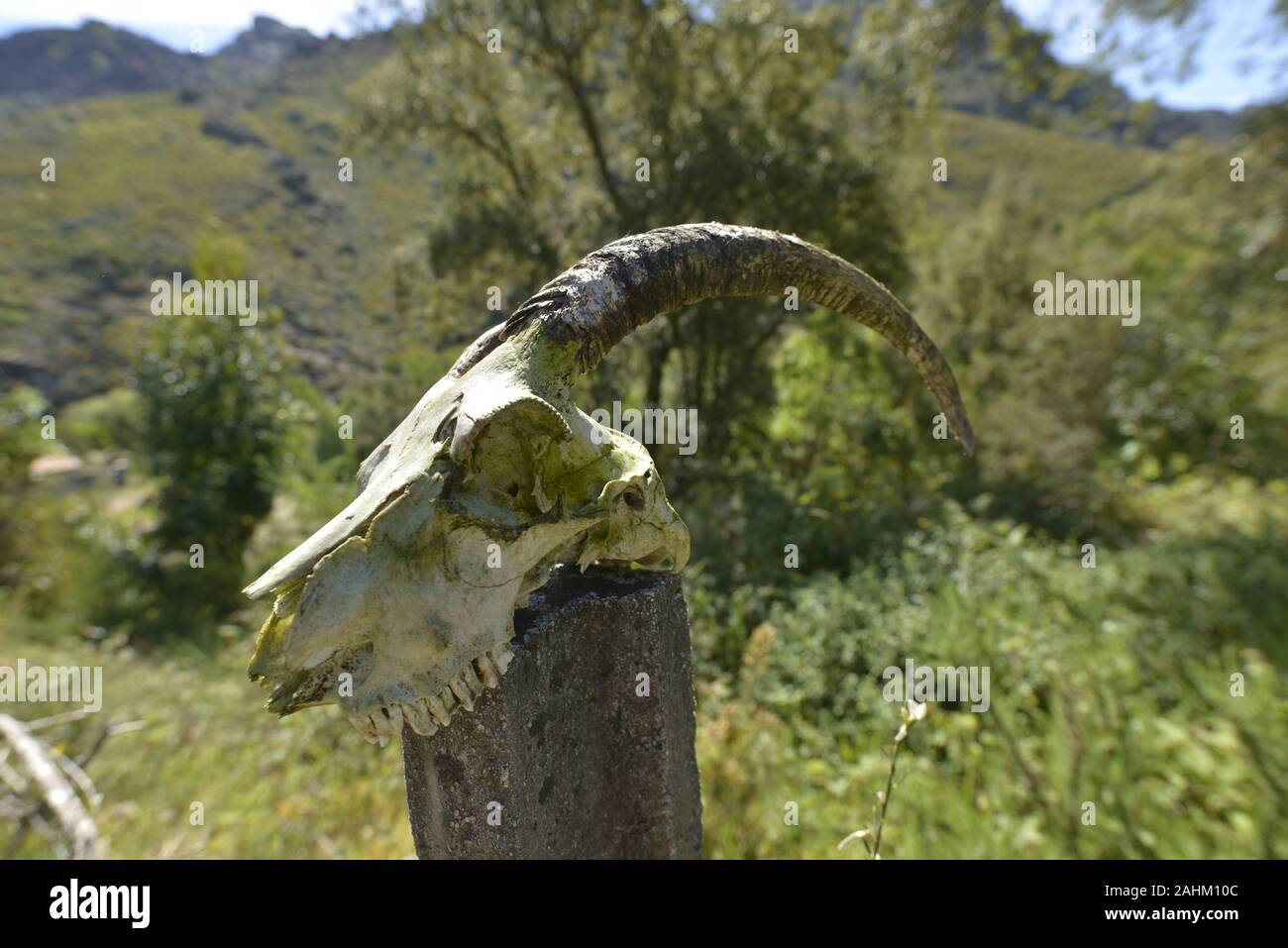 Skul di capra ferale nel Parco Nazionale di Gerês vicino a Covide. Portogallo Foto Stock
