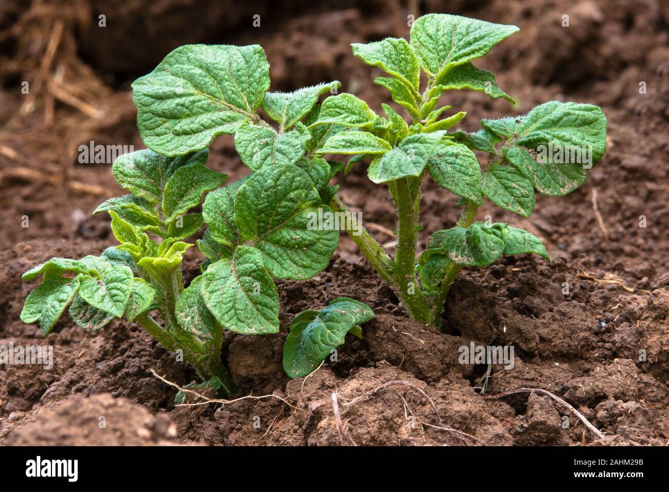 Giovani pianta di patata in orto, primo piano Foto Stock