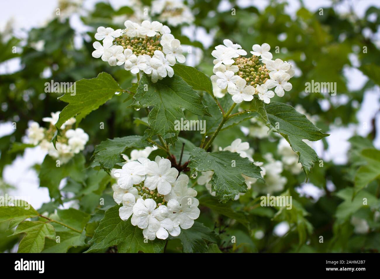 Blooming viburnum (Viburnum opulus) nel giardino Foto Stock
