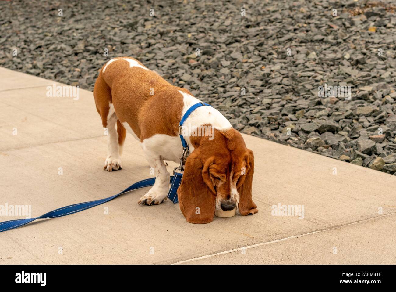 Il cane Basset Hound con le orecchie floppy sniffs la terra. (Nome scientifico: Canis lupus familiaris) Foto Stock