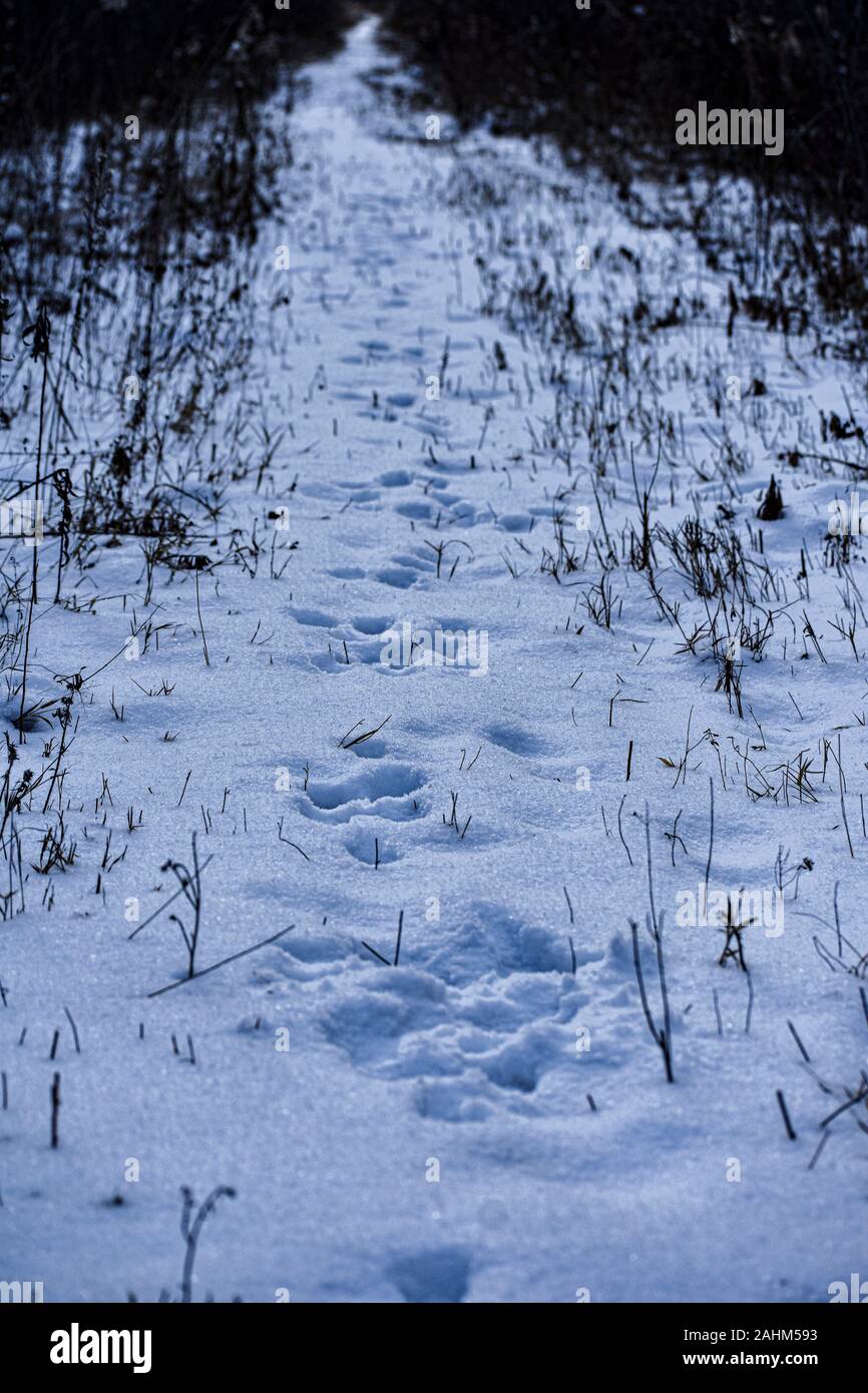 Sentiero invernale con le tracce degli animali Foto Stock