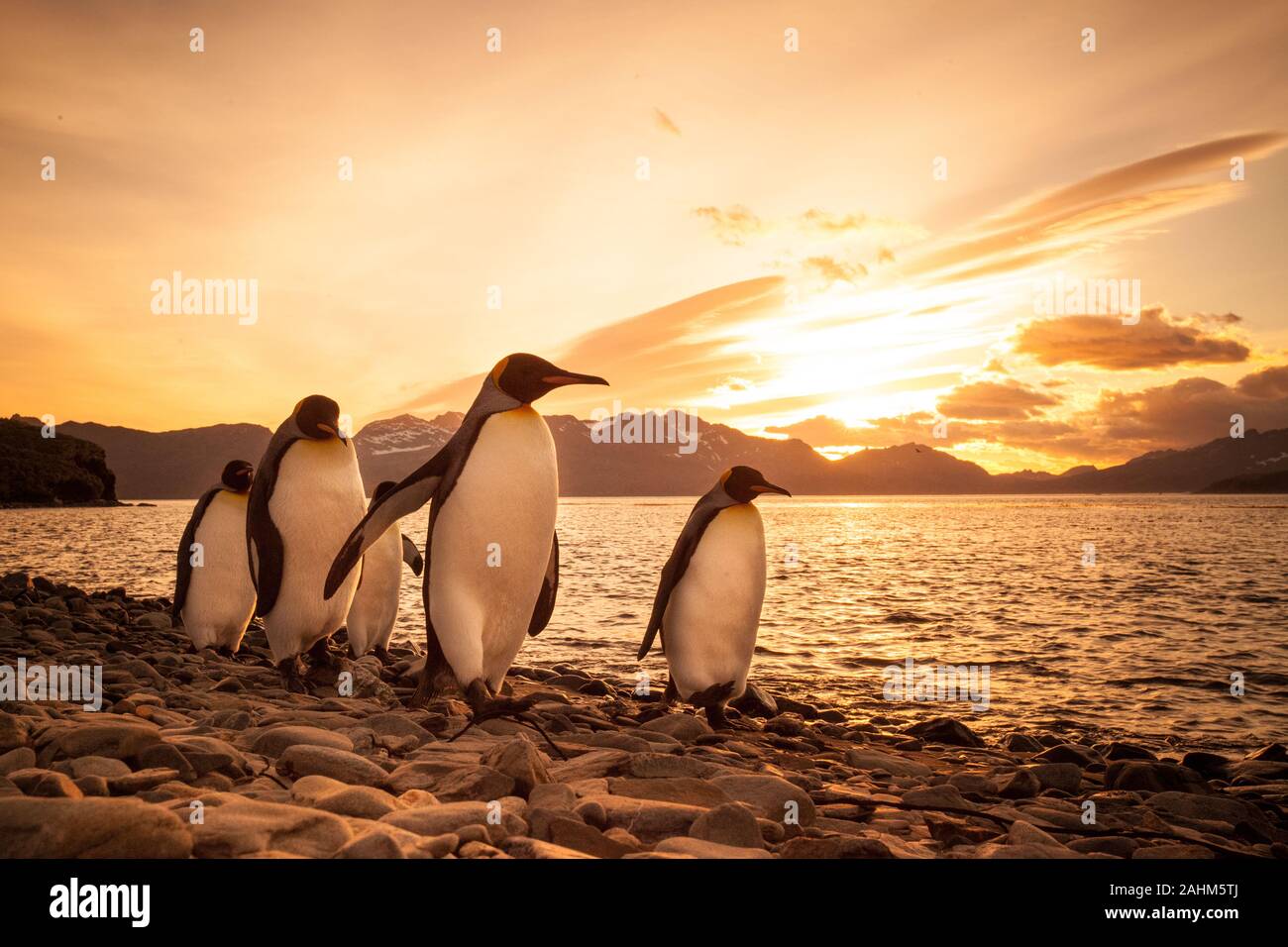 Pinguino reale al tramonto su una spiaggia nella Georgia del Sud Antartide Foto Stock