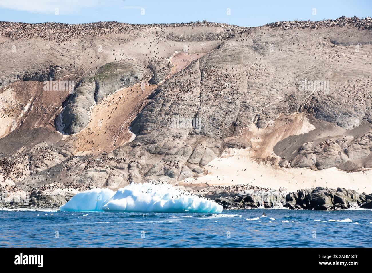 Adele enorme colonia di pinguini in pericolo le isole, l'antartide Foto Stock