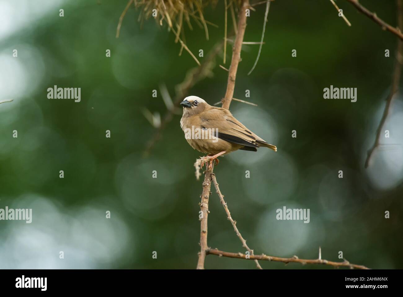 Grigio-capped social weaver (Pseudonigrita arnaudi) appollaiato sul ramo di albero con nidi dietro, Amboseli, Kenya Foto Stock
