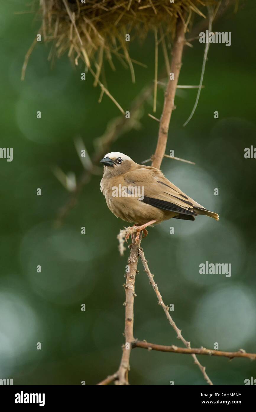 Grigio-capped social weaver (Pseudonigrita arnaudi) appollaiato sul ramo di albero con nidi dietro, Amboseli, Kenya Foto Stock