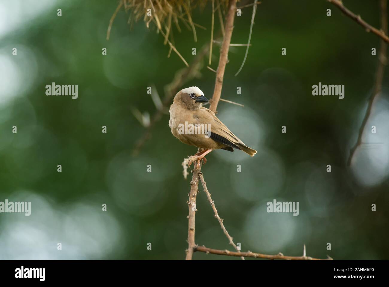 Grigio-capped social weaver (Pseudonigrita arnaudi) appollaiato sul ramo di albero con nidi dietro, Amboseli, Kenya Foto Stock