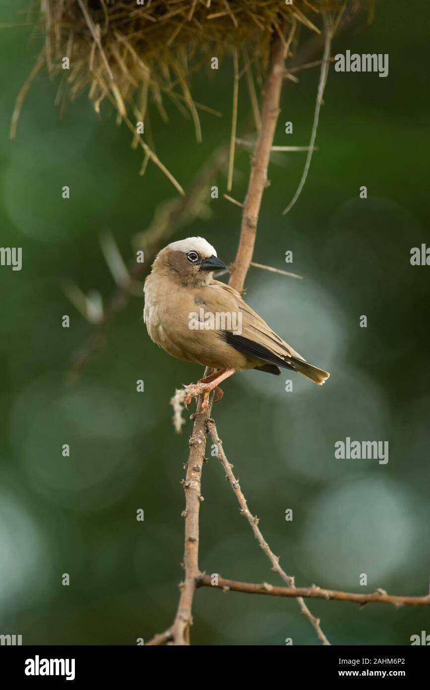 Grigio-capped social weaver (Pseudonigrita arnaudi) appollaiato sul ramo di albero con nidi dietro, Amboseli, Kenya Foto Stock