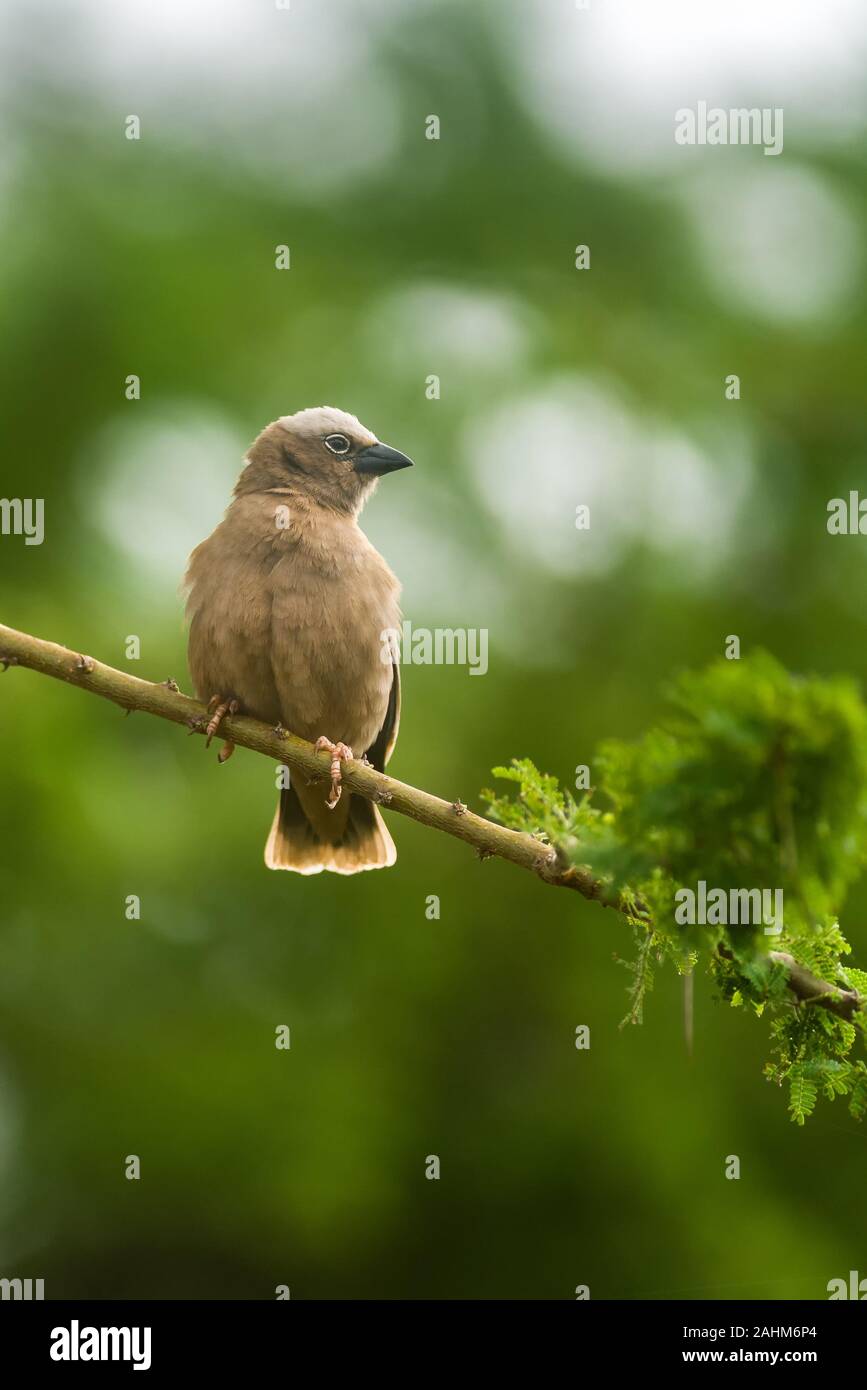 Grigio-capped social weaver (Pseudonigrita arnaudi) appollaiato sul ramo di albero con nidi dietro, Amboseli, Kenya Foto Stock