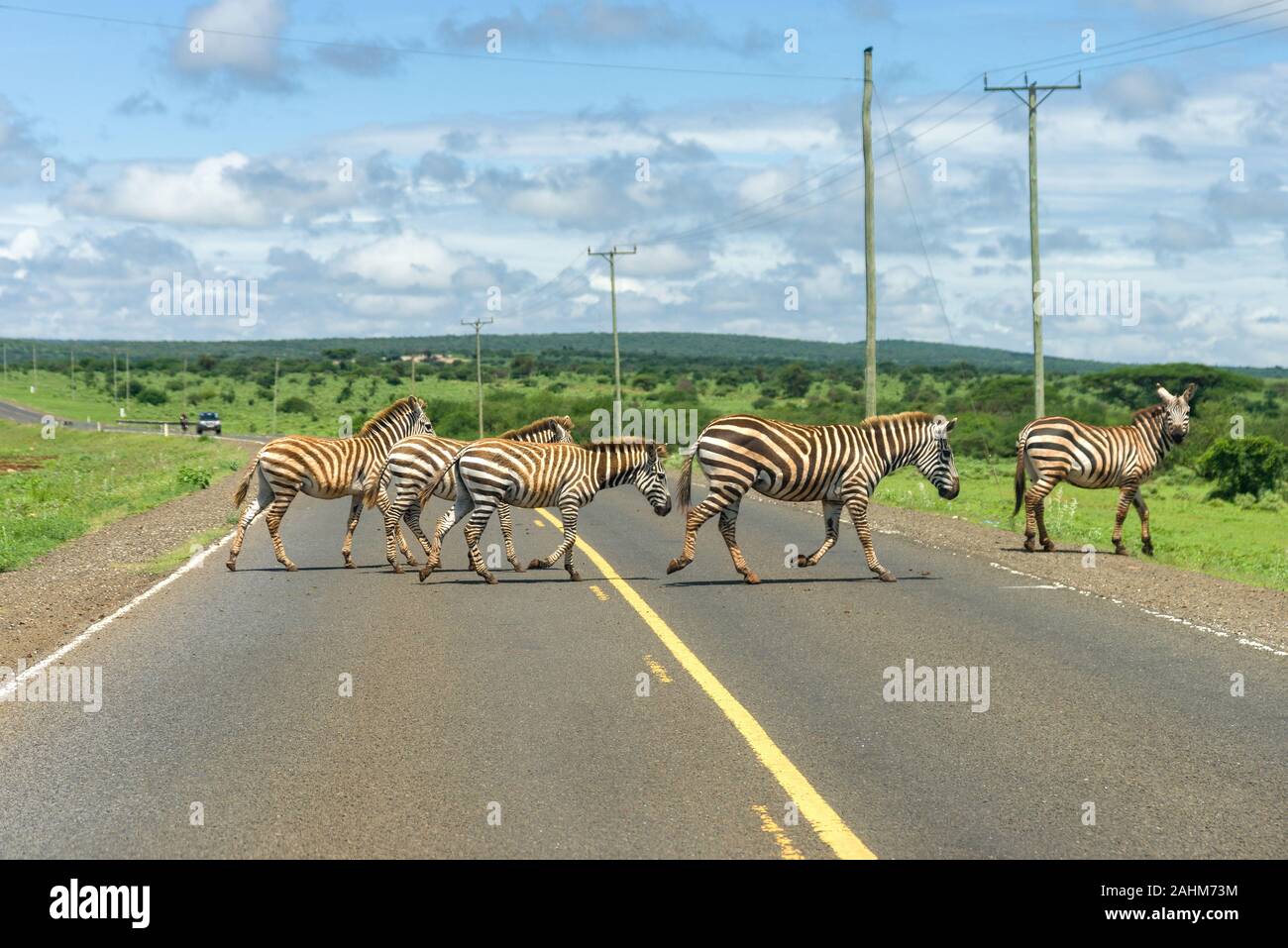 Una mandria di pianura zebra (Equus quagga) attraversando una strada asfaltata, Kenya, Africa orientale Foto Stock