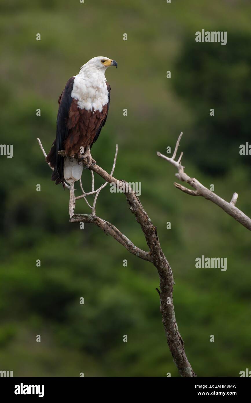 Un pesce africano Eagle - Haliaeetus vocifer - indagini del suo territorio da un pesce persico in un albero morto vicino Skaskraal nella provincia di KwaZulu-Natal, Sud Africa Foto Stock